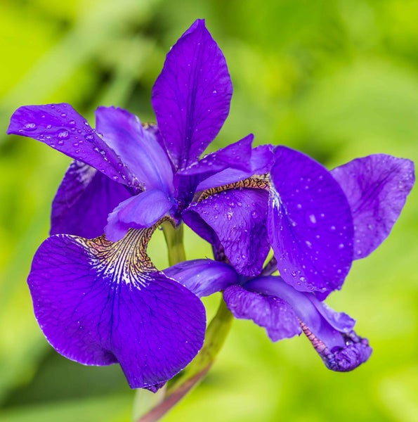 Violette Schwertlilie mit Wassertropfen auf den Blütenblättern.