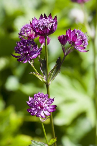 Astrantia major, Sterndolde, rosa, ca. 9x9 cm Topf