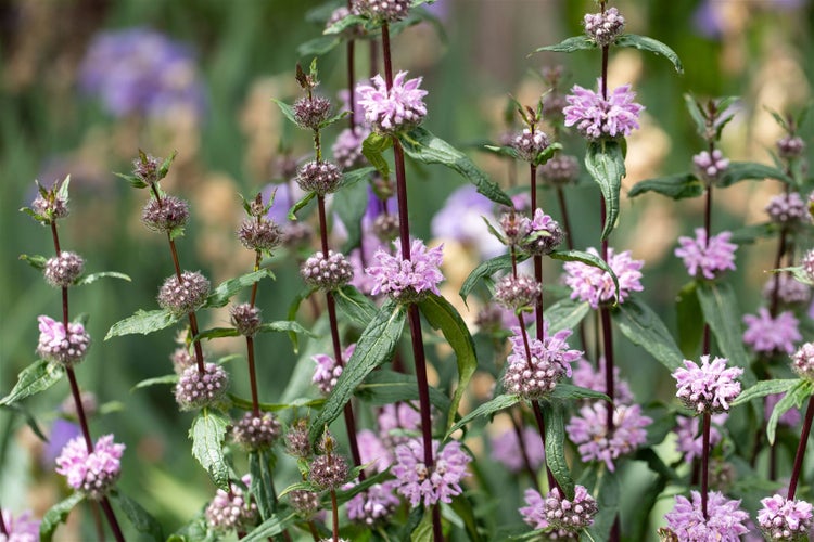 Nahaufnahme von Monarda-Pflanzen mit Blüten und Blättern