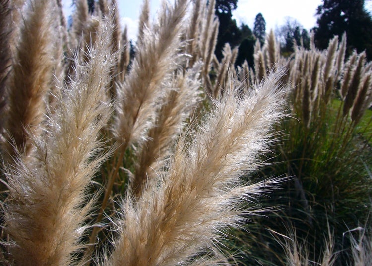 SAFLAX Garden in the bag - Amerikanisches Pampasgras - Cortaderia selloana - 200 Samen - Mit Anzuchtsubstrat im praktischen, selbst aufstellenden Beutel