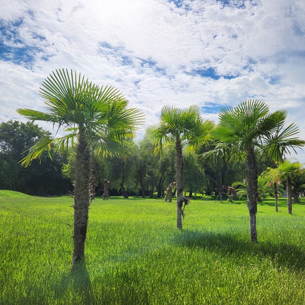 Bloomique - Trachycarpus Fortunei - Chinesische Hanfpalme - Winterharte Palme - Gartenpflanzen - 120-150 cm Hoch - Topf 30 cm