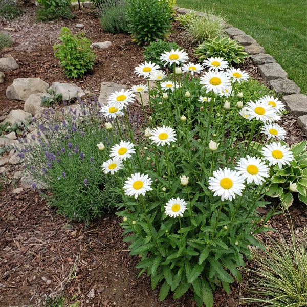 Weiß blühende Margeriten und violetter Lavendel in einem Gartenbeet mit Mulch und einer Umrandung aus Steinen.