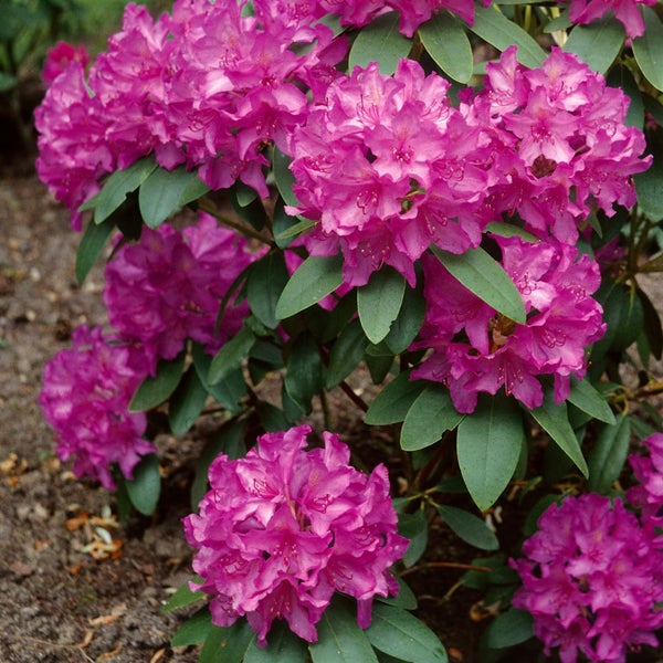 Rhododendron obtusum 'Sabina', Azalee, rosa Blüten, 20–25 cm