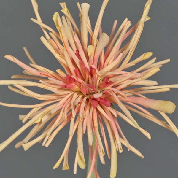 Künstlicher Zweig mit Knospen und kleinen Blüten.
