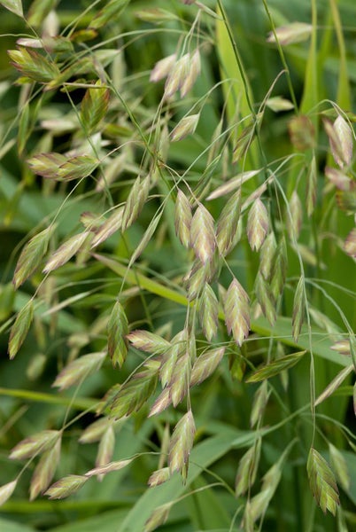 Nahaufnahme von Zittergras
