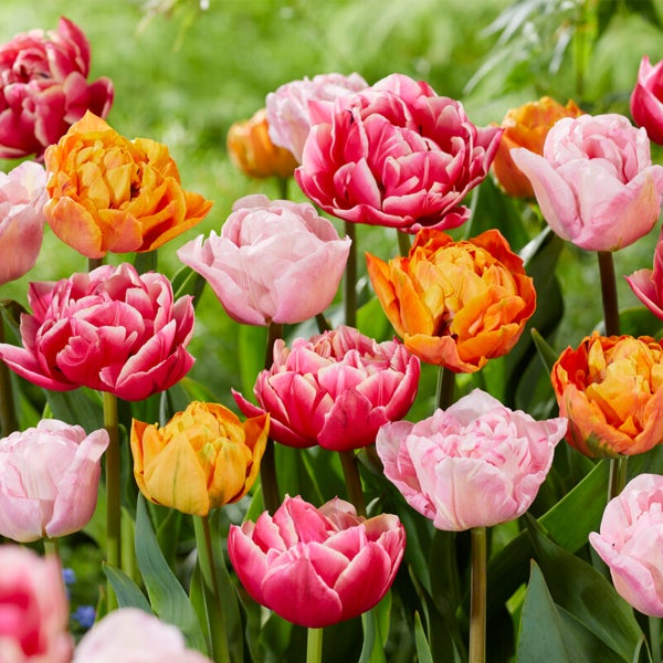 Bloomique – 20er-Mix – Tulipa Double Mix – gefüllte Blumen – Tulpenzwiebeln – Farbmischung – Blumenzwiebeln – Frühlingsblüte – mehrjährige Pflanzen – wird bis zu 35–40 cm groß