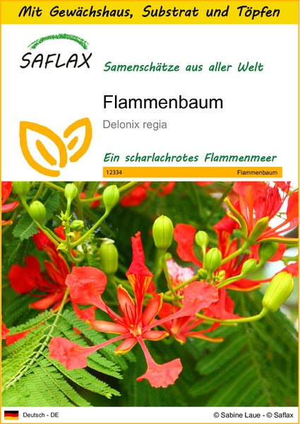 SAFLAX Anzucht Set - Flammenbaum - Delonix regia - 6 Samen - Mit Mini-Gewächshaus, Anzuchtsubstrat und 2 Töpfen