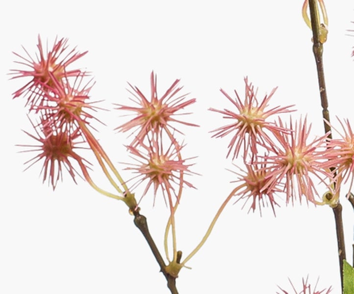 Künstlicher Zweig mit rosa stacheligen Blüten und grünen Blättern.