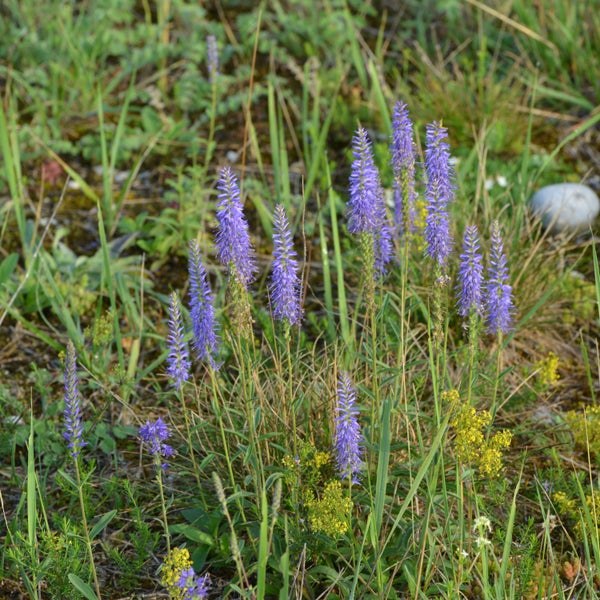Nahaufnahme von Ehrenpreis im Garten.