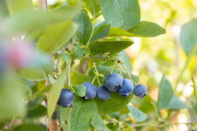 Reife Heidelbeeren hängen an einem Heidelbeerstrauch mit grünen Blättern.