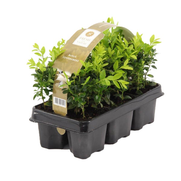 6x Buxus Sempervirens - Heckenkiste - Winterherz - ⌀9 cm-↕ 15-20 cm