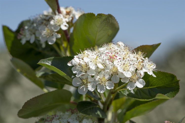 Aronia prunifolia 'Viking', Apfelbeere, schwarz, 40–60 cm