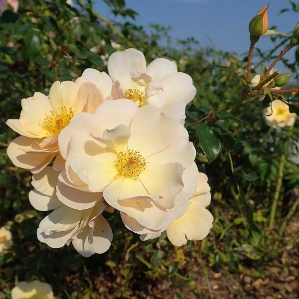 Nahaufnahme von blassgelben Rosenblüten