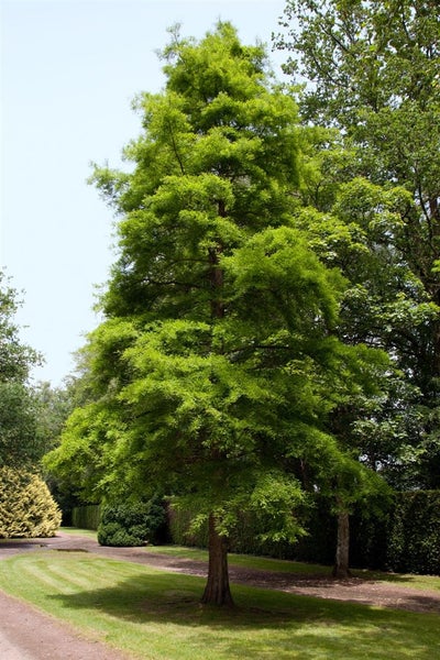 Taxodium distichum, Sumpfzypresse, 80–100 cm