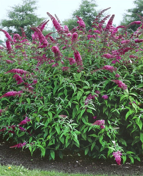 Buddleja davidii 'Pink Delight', Schmetterlingsflieder, rosa, 80–100 cm