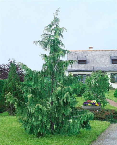 Lebender Garten mit Zypressenbaum und Blumenarrangement