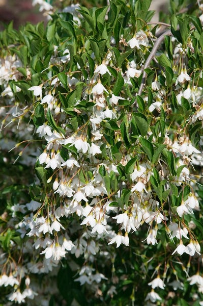 Styrax japonicus 'Evening Light', Japanischer Schneeglöckchenbaum, 80–100 cm