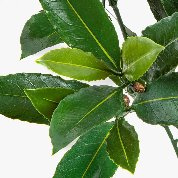 Nahaufnahme von grünen, gezackten Blättern mit gelben Blattadern.