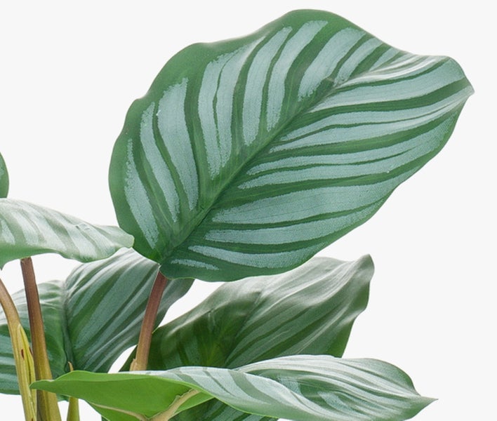 Zimmerpflanze Korbmarante Calathea orbifolia mit gestreiften Blättern.