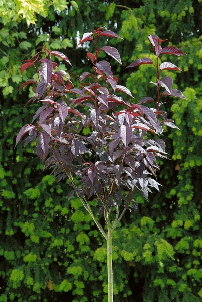 Prunus serrulata 'Royal Burgundy', Zierkirsche, dunkelrosa, 125–150 cm