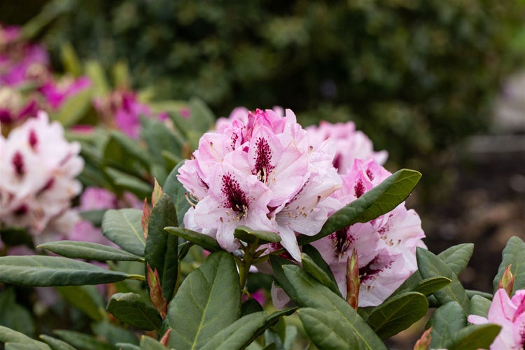 Rhododendron Hybr. 'Herbstfreude', Rhododendron, 30–40 cm