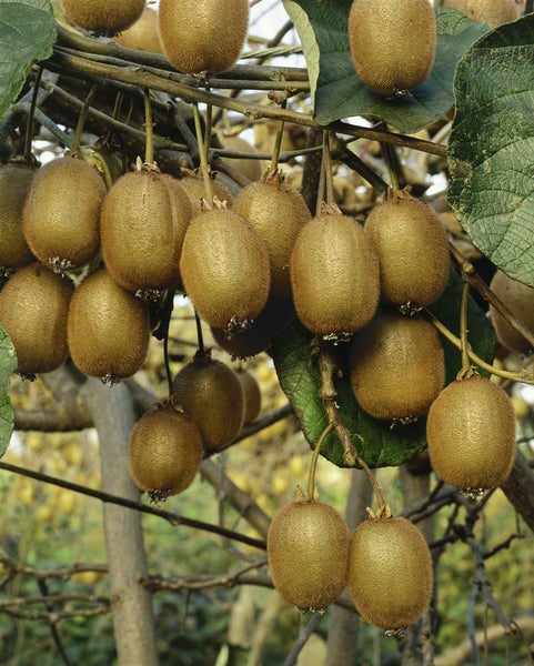 Actinidia chinensis 'Hayward', Kiwi, 150–200 cm