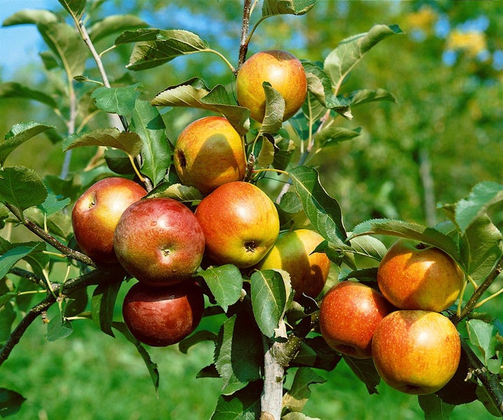 Malus domestica 'McIntosh', Apfelbaum, 125–150 cm