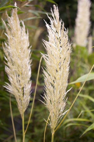 Cortaderia selloana 'Golden Goblin', Pampasgras, goldgrün, ca. 30 L Container
