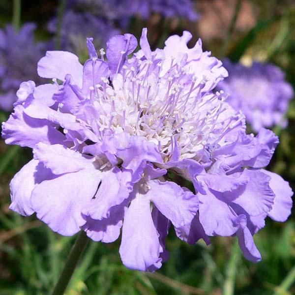Nahaufnahme einer Scabiosa Blüte