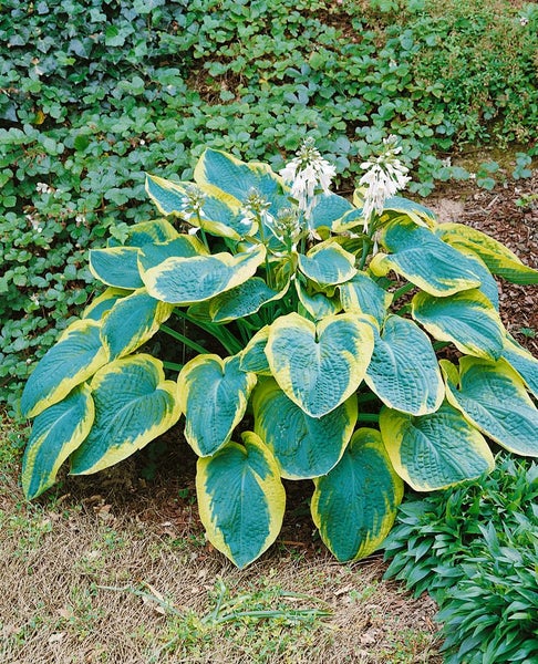 Hosta sieboldiana 'Frances Williams', Funkie, grün-gelb, ca. 9x9 cm Topf