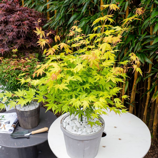Japanischer Ahorn im Topf mit weißen Kieselsteinen auf einem Gartentisch vor einer Kulisse aus Bambus und anderen Pflanzen.