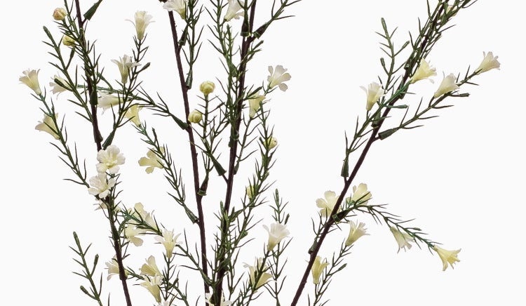 Künstlicher Wachsblumenzweig mit cremeweißen Blüten und grünen Nadelblättern.