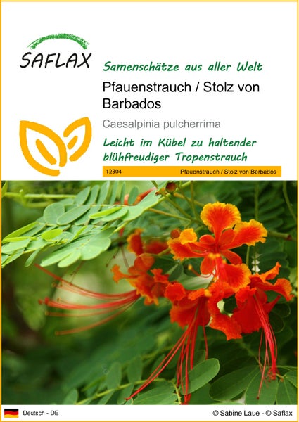 SAFLAX  - Pfauenstrauch / Stolz von Barbados - Caesalpinia pulcherrima - 10 Samen