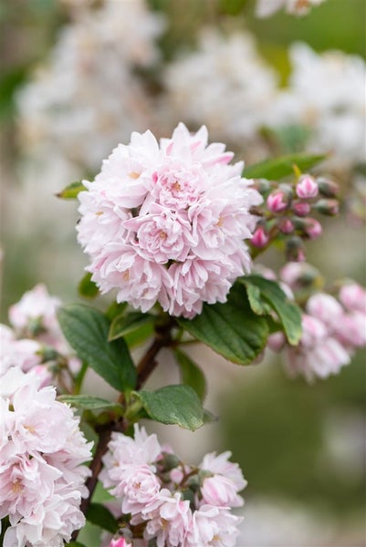 Deutzia hybrida 'Pink Pom-Pom', Maiblumenstrauch, rosa, 60–100 cm