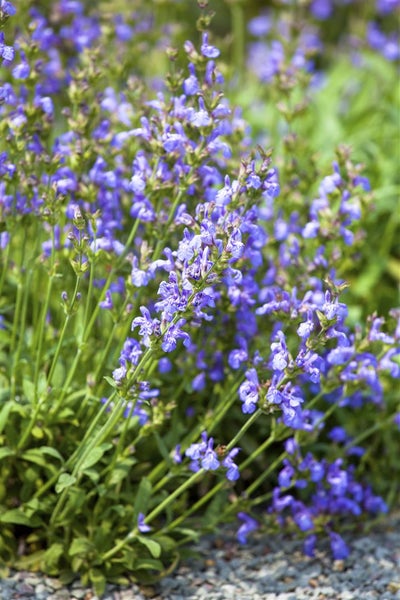 Salvia lavandulifolia, Spanischer Salbei, aromatisch, ca. 9x9 cm Topf