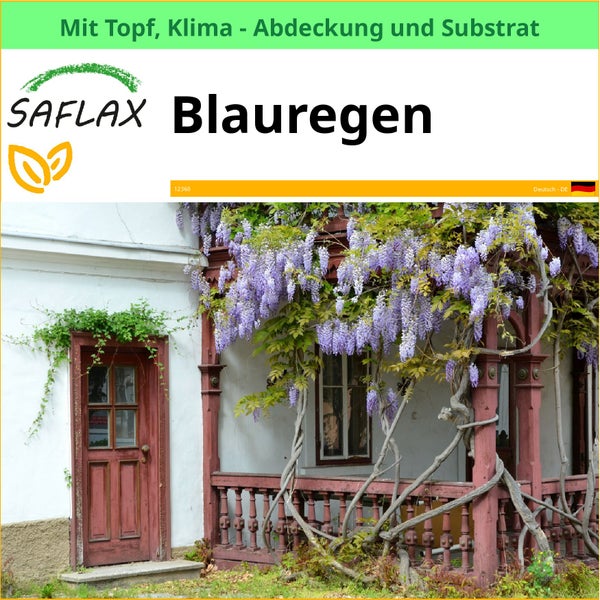 SAFLAX Garden to go - Blauregen - Wisteria sinensis - 4 Samen - Mit Topf, Klima - Deckel und Anzuchtsubstrat