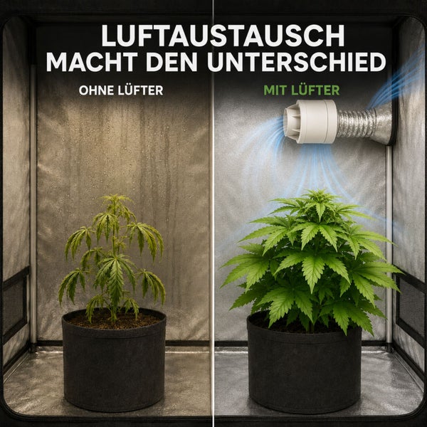 Vergleich einer welken Pflanze ohne Belüftung und einer gesunden Pflanze mit aktivem Lüfter und Abluftschlauch in einem Growzelt.