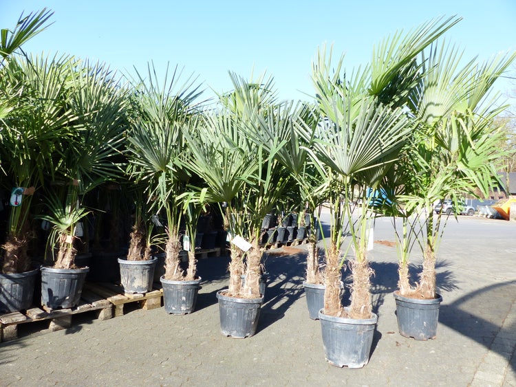 Trachycarpus fortunei Gruppe 150 - 170 cm Palme Hanfpalme, winterhart bis -18°C