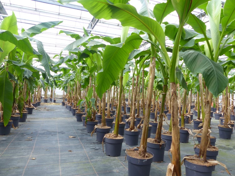 Bananenpflanzen mit großen grünen Blättern in schwarzen Pflanztöpfen in einem hellen Gewächshaus.