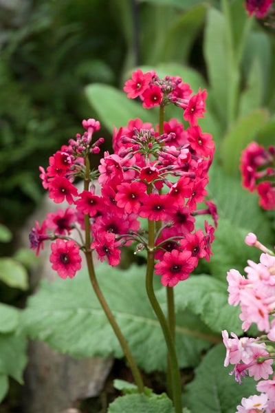 Primula japonica 'Millers Crimson', Etagenprimel, karminrot, ca. 9x9 cm Topf
