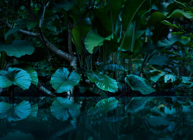 Tropische Pflanzen mit großen grünen Blättern, die sich in einer dunklen Wasseroberfläche spiegeln.