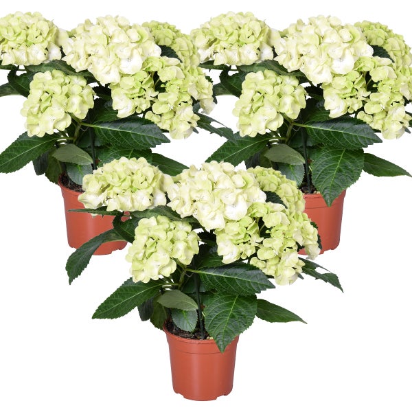 3x Hydrangea Macrophylla 'Schneeball' - Hortensie - Strauch - Winterherz – ⌀14 cm - ↕30-40 cm