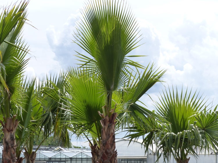 XXL Washingtonia Robusta Premium 340-400 cm, XXL Stamm 165-180 cm Petticoat Palme