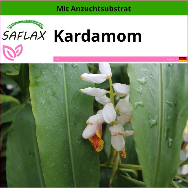 SAFLAX  - Kardamom - Elettaria cardamomum - 20 Samen - Mit keimfreiem Anzuchtsubstrat