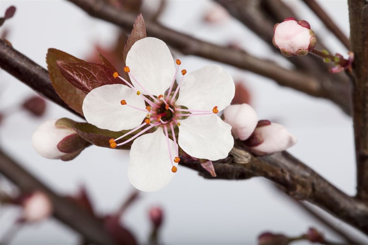 Prunus cistena, Blutpflaume, dunkelrot, 60–80 cm