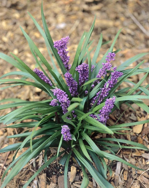 Liriope muscari 'Royal Purple', lilafarben, ca. 9x9 cm Topf