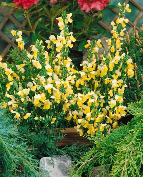 Cytisus scoparius 'Luna', Besenginster, leuchtend gelb, 30–40 cm