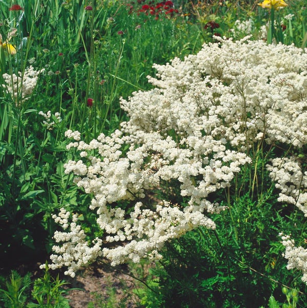 Filipendula vulgaris, Spierstaude, ca. 9x9 cm Topf, zartrosa Blüten