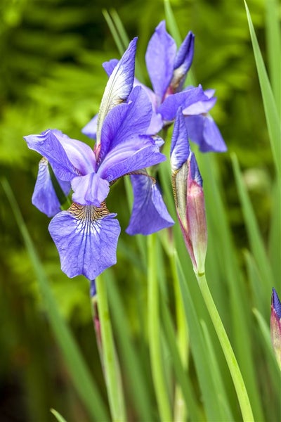 Iris sibirica, Sibirische Schwertlilie, blau-violett, ca. 9x9 cm Topf