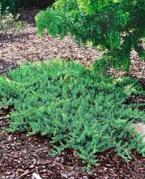 Bodenbedeckende Zierpflanze im Gartenbeet mit Rindenmulch
